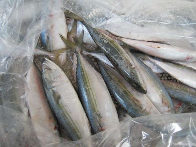 indian mackerel whole round
