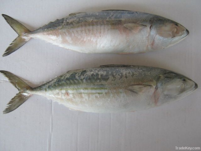indian mackerel whole round