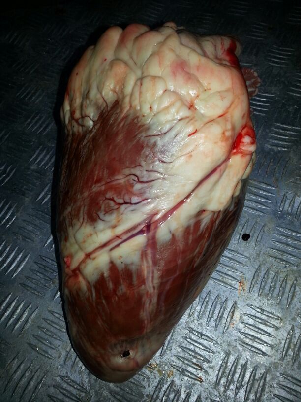 Frozen beef heart