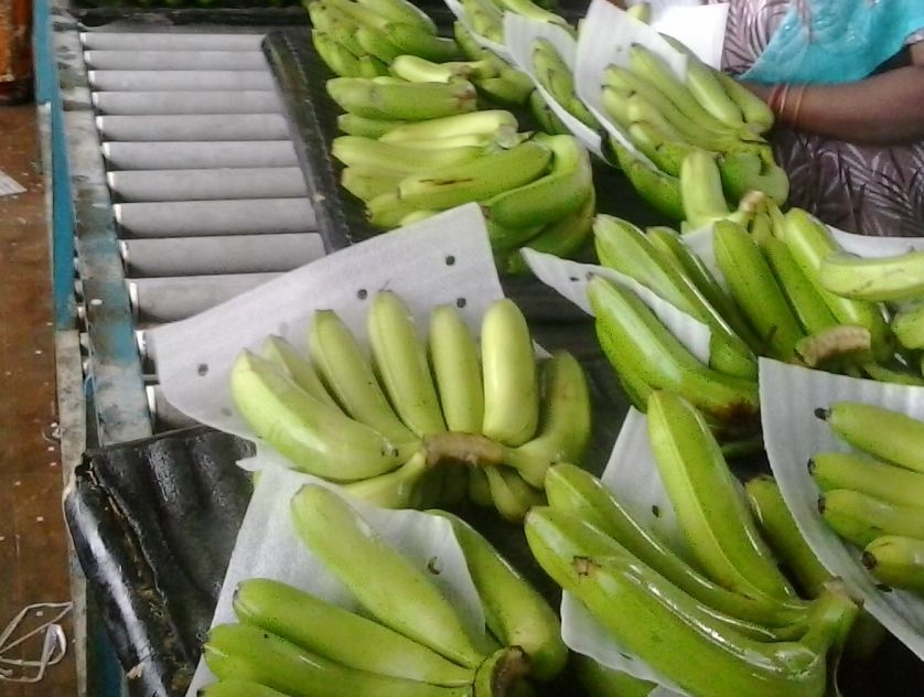 cavendish  banana exporter