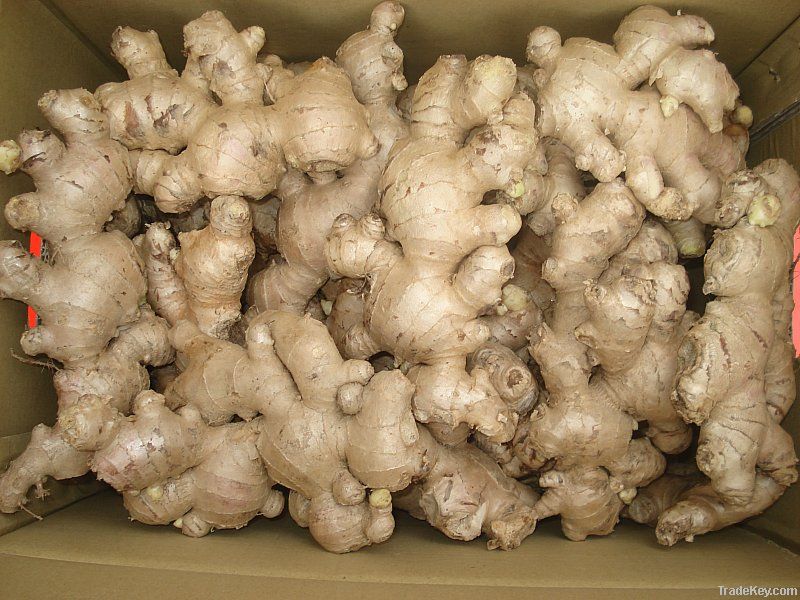 FRESH THIN GINGER