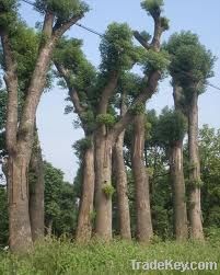 mahogany trees