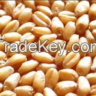 Soft Milling Wheat Grade 1/2