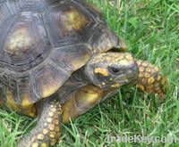 Tortoise and Sea Foods