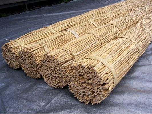 Rattan material raw in Vietnam