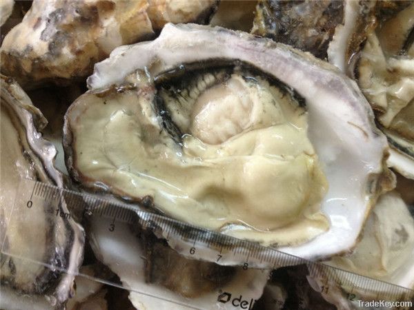 frozen half-shell oyster