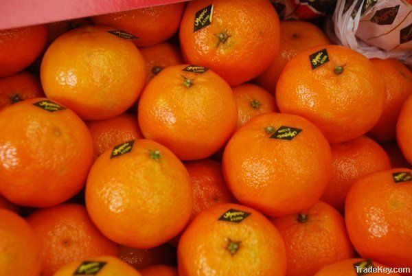 MOROCCO Fresh Citrus Fruit ( ORANGES - CLEMENTINE )