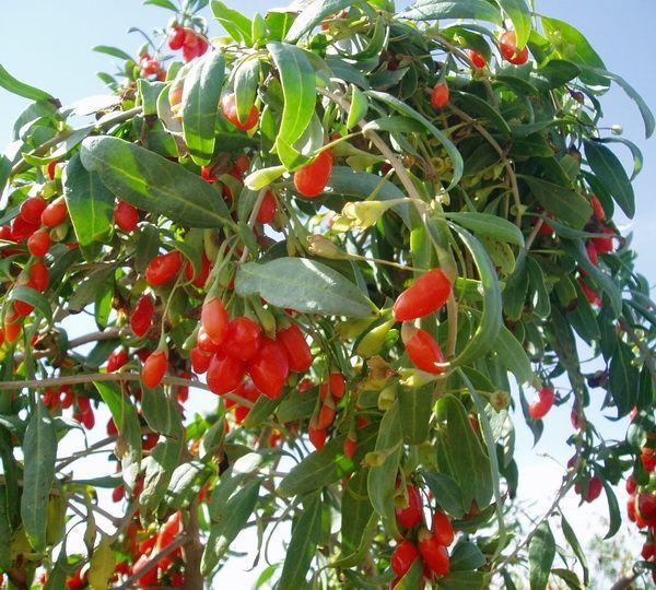 Dried Ningxia goji berries