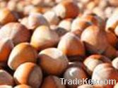 Hazelnuts