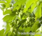 European Hop Spike Extract.