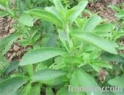 Stevia Extract, 80~97%Stevioside