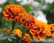 Marigold Extract, 5~98% Lutein