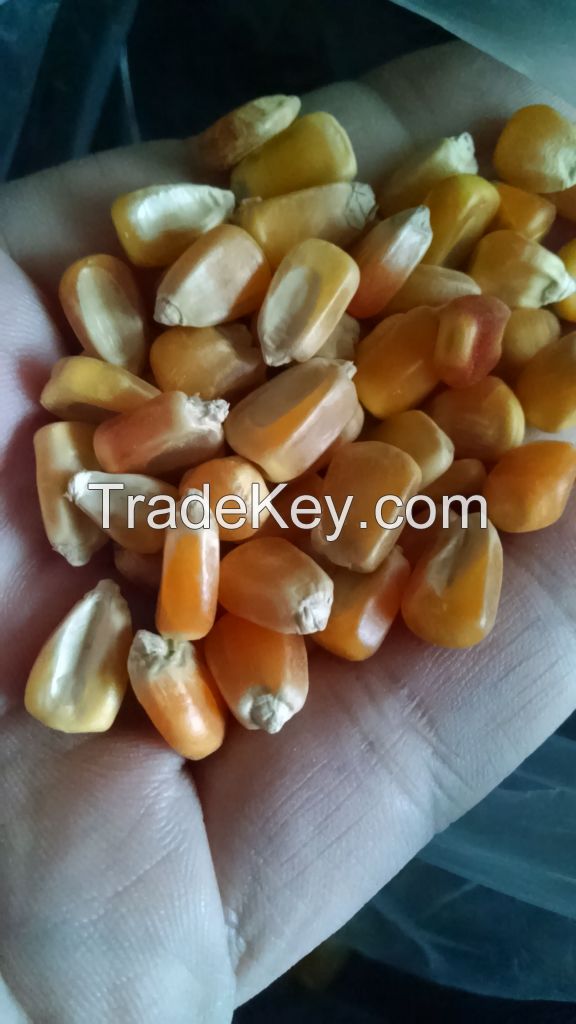 GMO or NON GMO Yellow Corn / Maize
