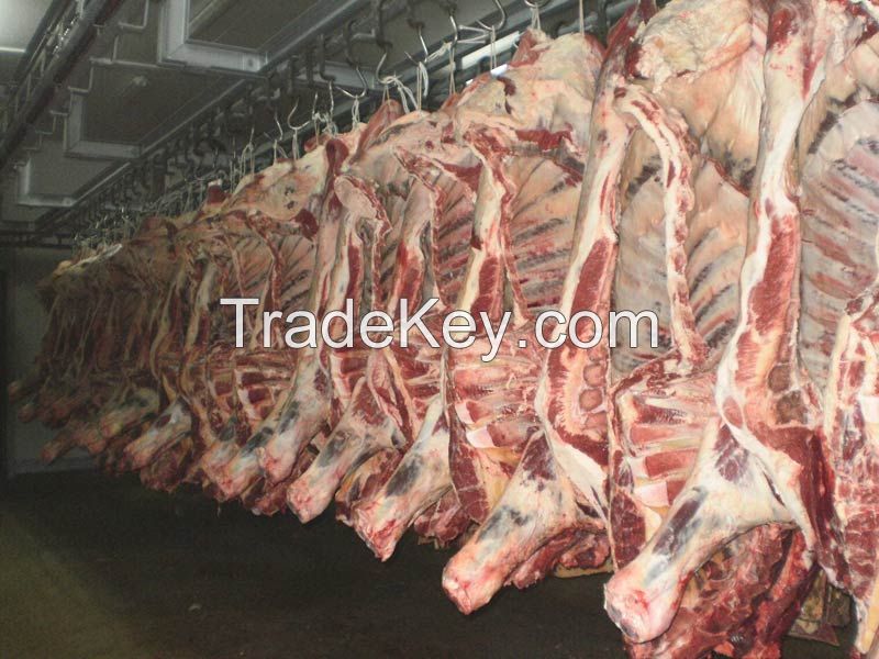 Halal Beef Carcass