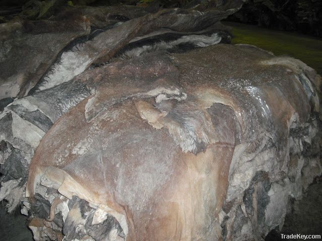 Salted Cow Hides, Salted Goat Skin, Tanned Leather, Sheep Skin