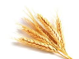 Milling wheat 3rd class, origin Kazakhstan