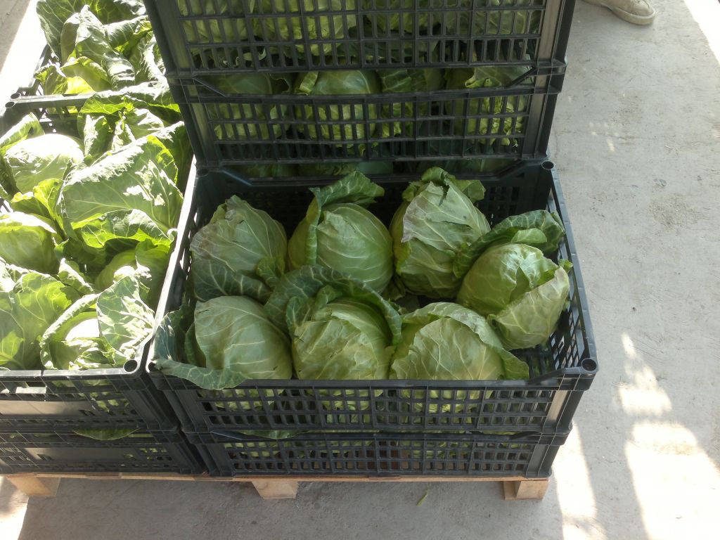 fresh cabbages