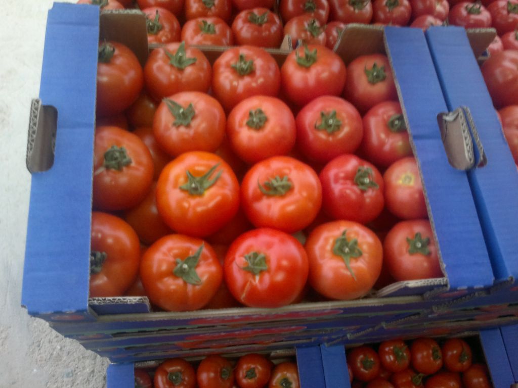 Fresh Tomatoes