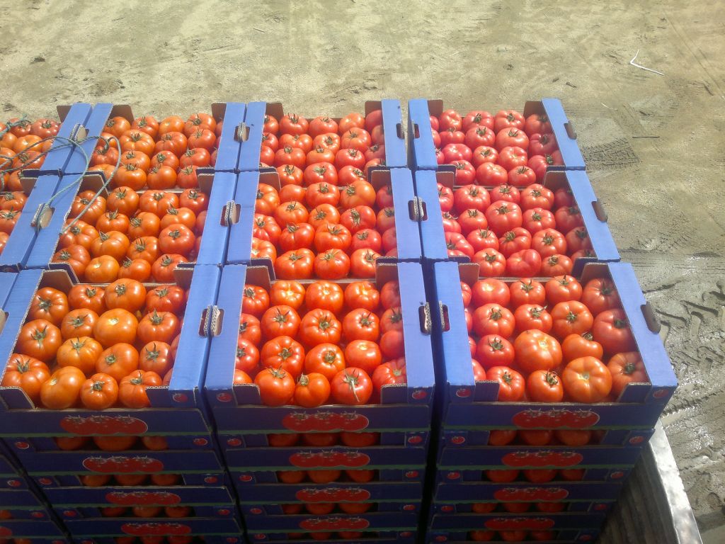 Fresh Tomatoes