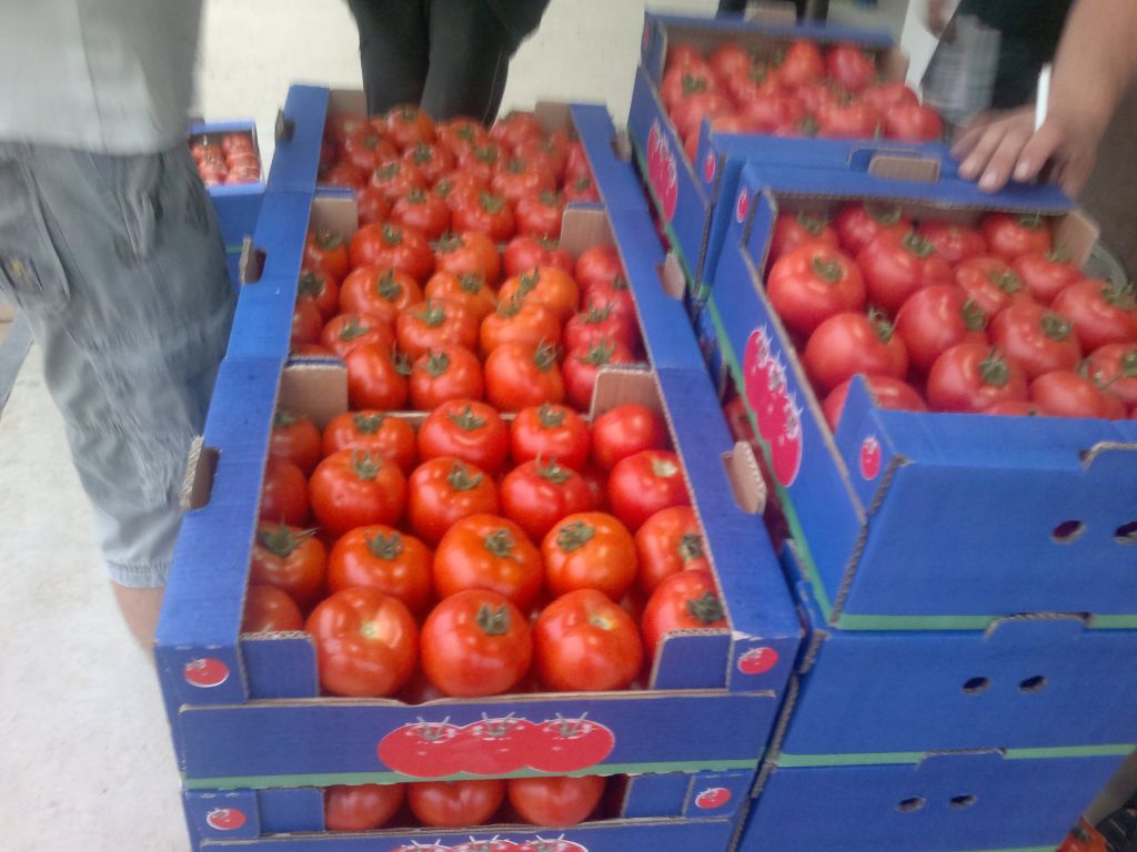 Fresh Tomatoes