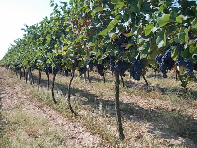 Fresh table black and white grape