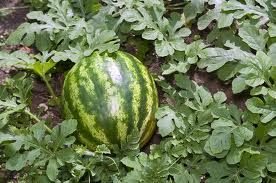 Fresh Watermelon