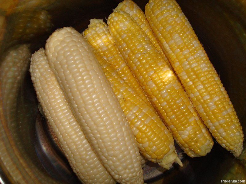 White and yellow corn