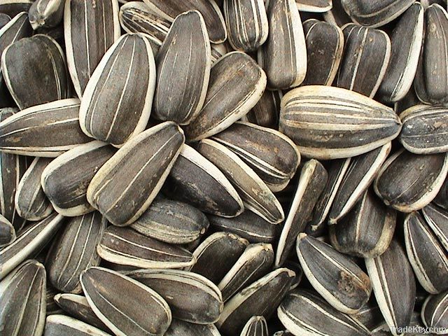 Sunflower Seeds