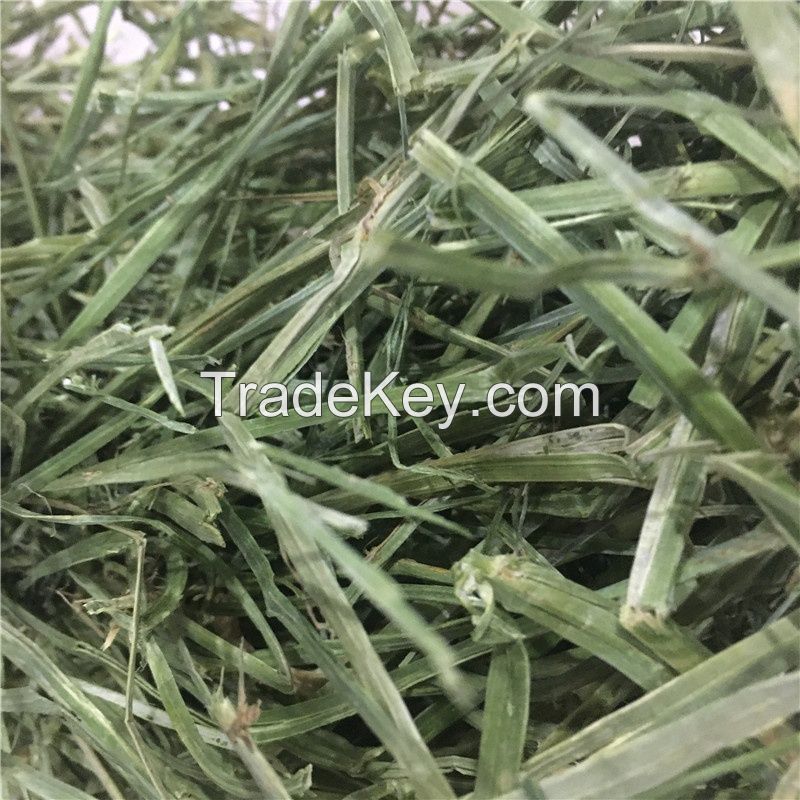 Alfalfa hay in big bales for animal feeding