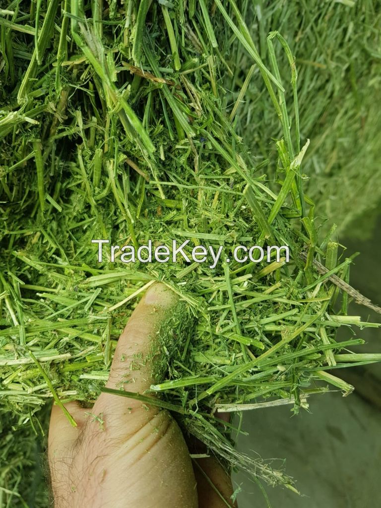 ALFALFA EXTRA QUALITY. 18% - 20% PROTEIN