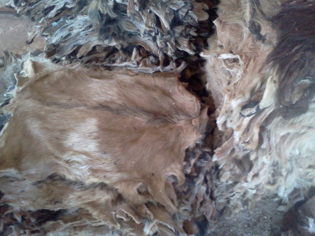 cow skin,cow hide,goat skin