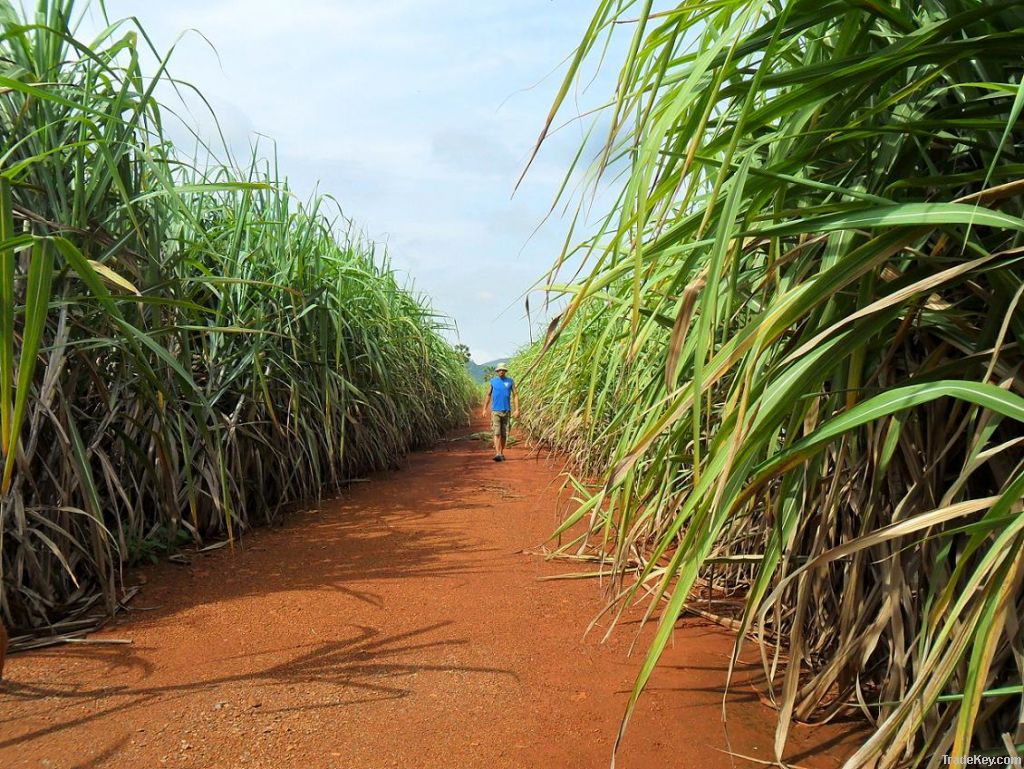 Pure Raw Cane Sugar