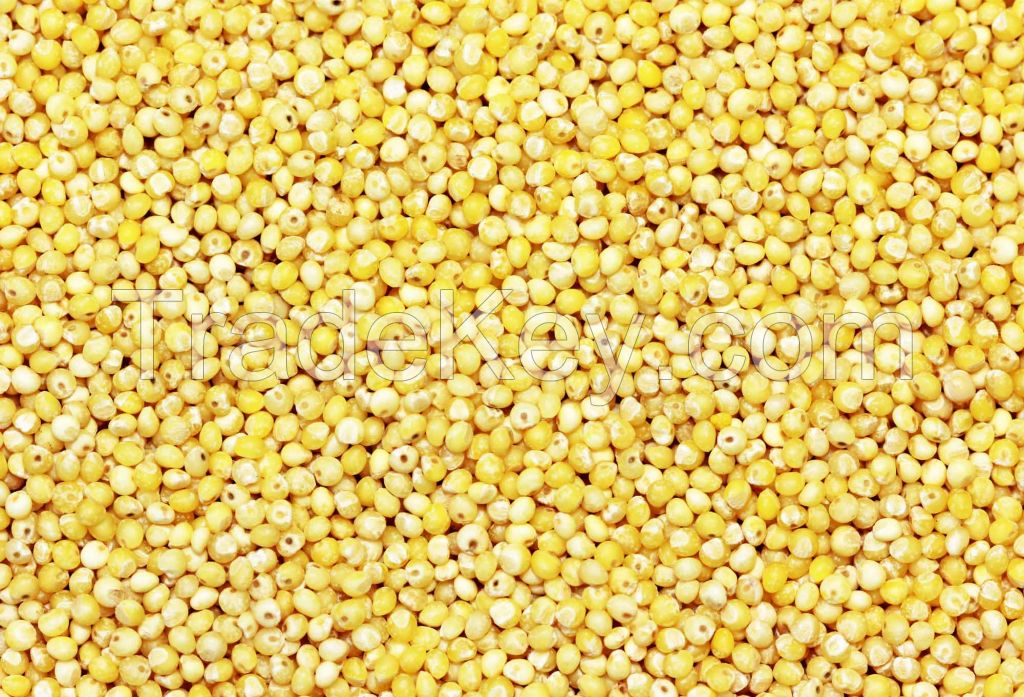 MILLET AT GOOD PRICE