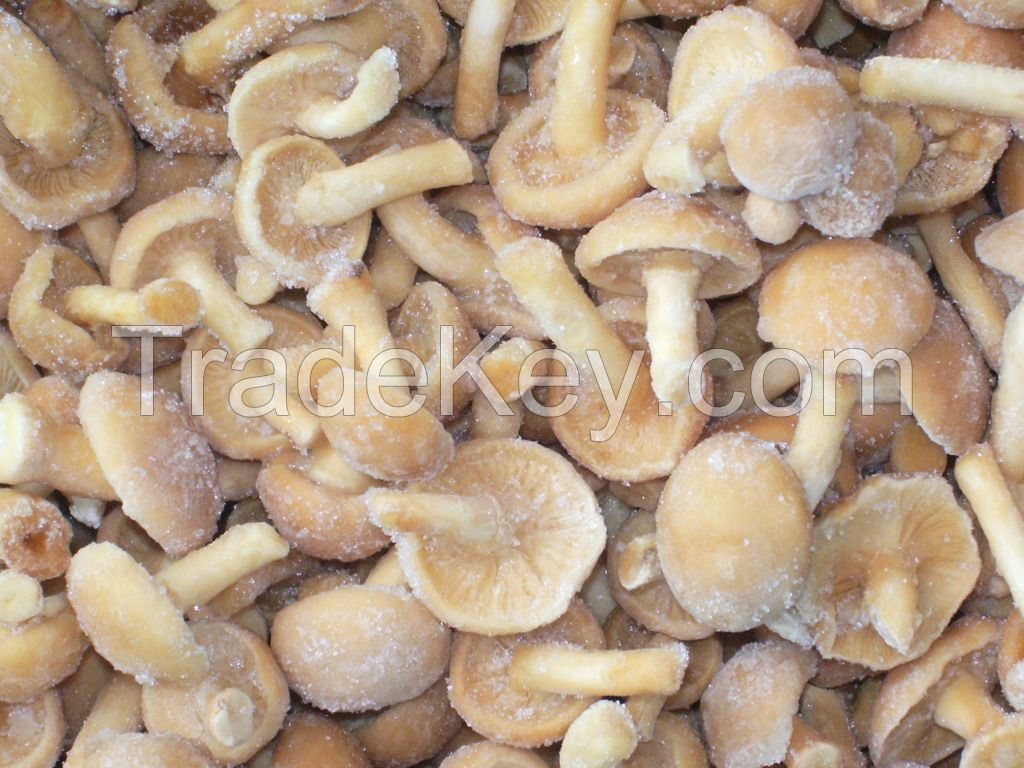 FROZEN MUSHROOMS AT GOOD PRICE