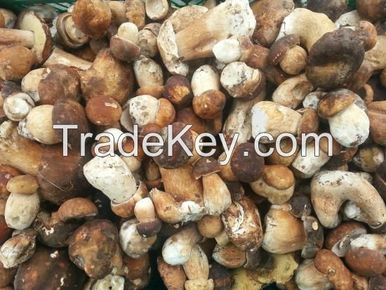 OYSTER MUSHROOMS AT GOOD PRICE