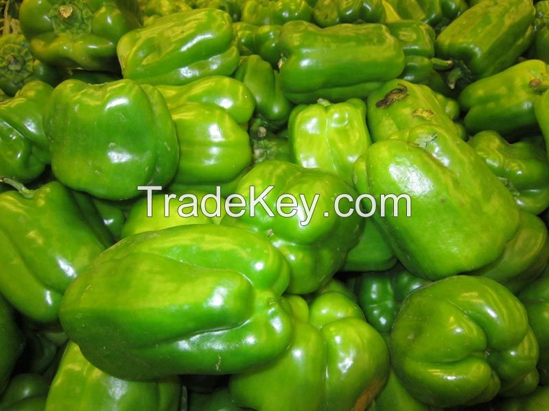 FRESH CAPSICUM AT GOOD PRICE