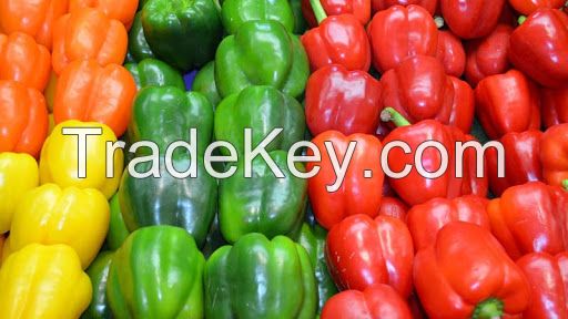 FRESH CAPSICUM AT GOOD PRICE