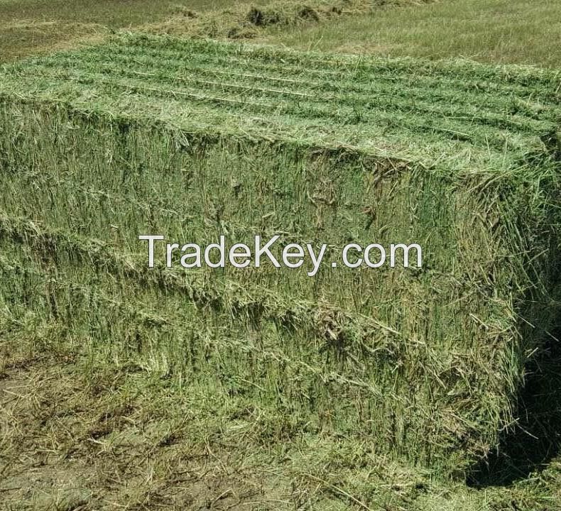 High Quality Animal Feed Alfalfa Hay From