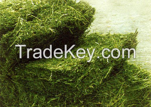 Premium Grade Alfafa Hay for Animal Feeding Stuff Alfalfa / Alfalfa Hay