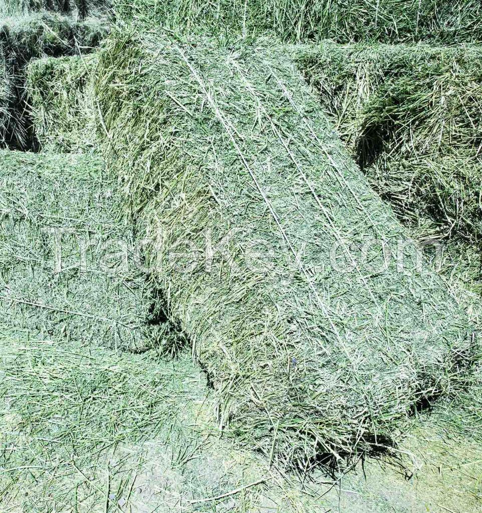 alfalfa hay in bales for sale for wholesale
