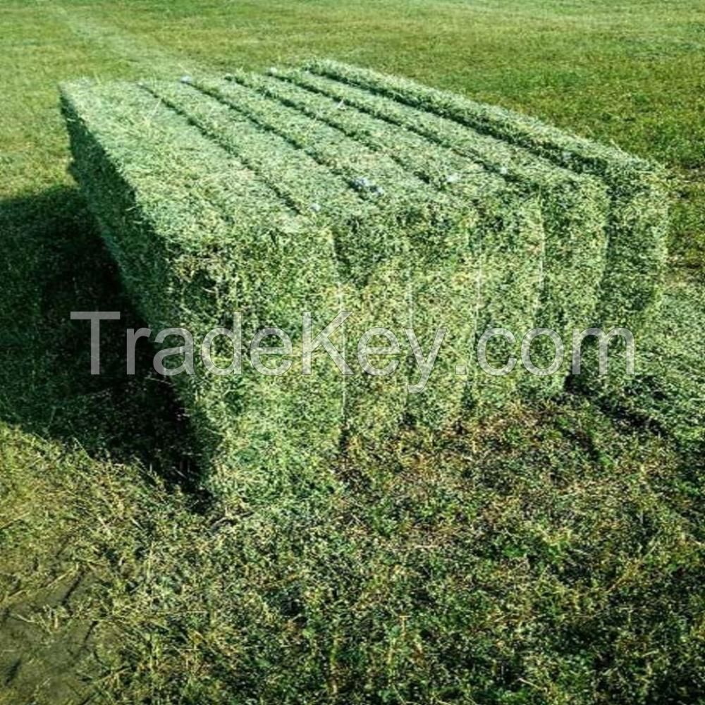 Alfalfa Hay Bales cheap price