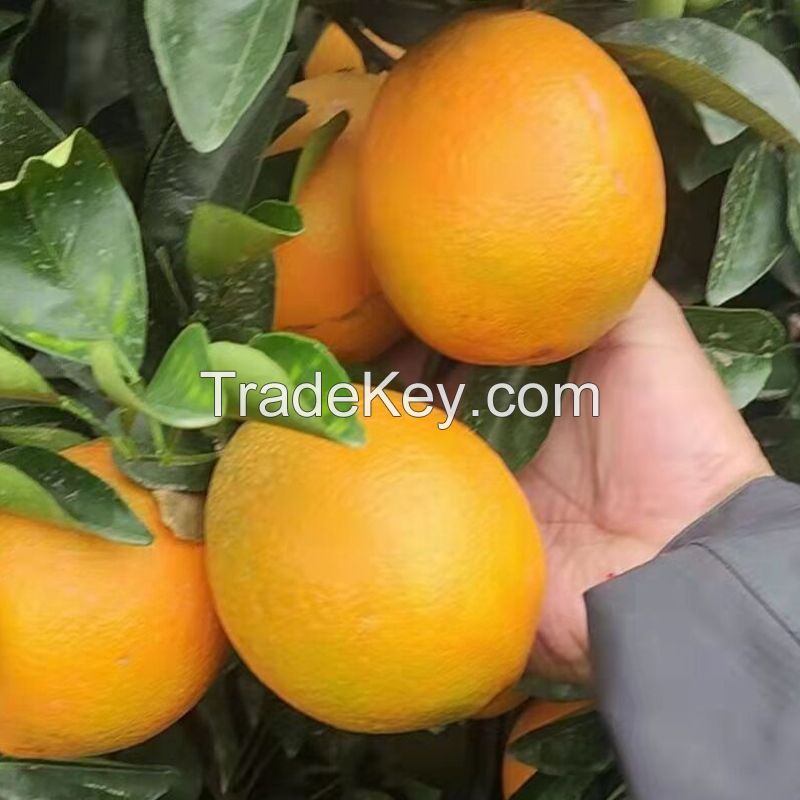 Fresh Orange Naval Orange Valencia Orange sweet Oranges 