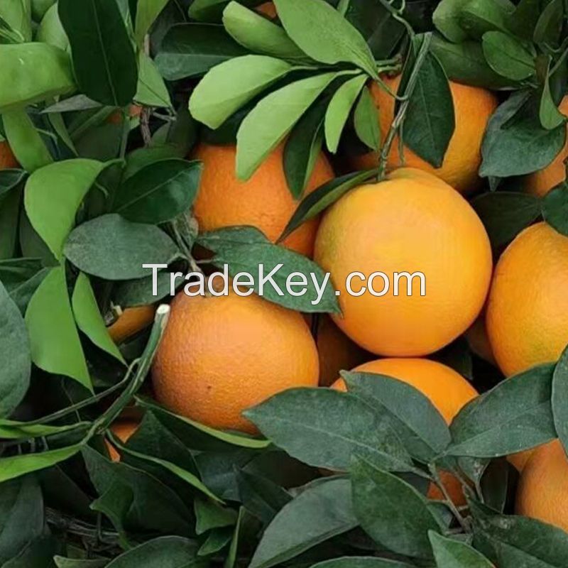 Fresh Orange Naval Orange Valencia Orange sweet Oranges