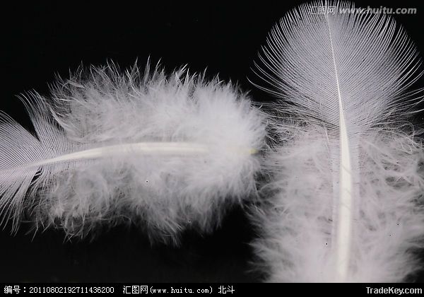 Washed white goose feather 2-4 cms