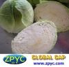 Chinese fresh cabbage