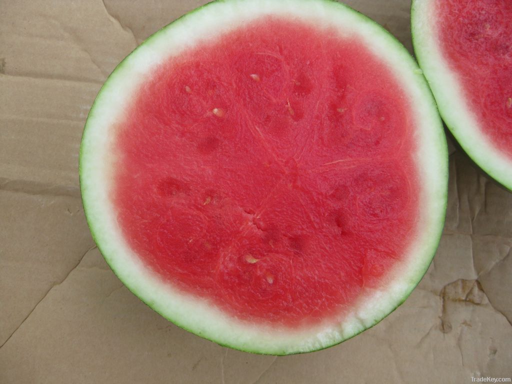 Seedless watermelons Sagi F1