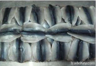 w/r pacific mackerel (scomber japonicus)
