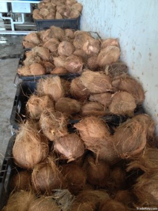 Semi-Husked Mature Coconuts