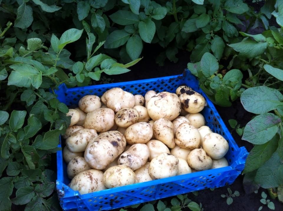 New Potatoes