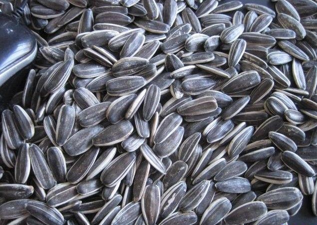 Sunflower seed 5009